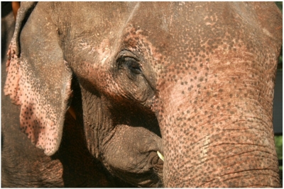 Laos A dos d-elephant_1