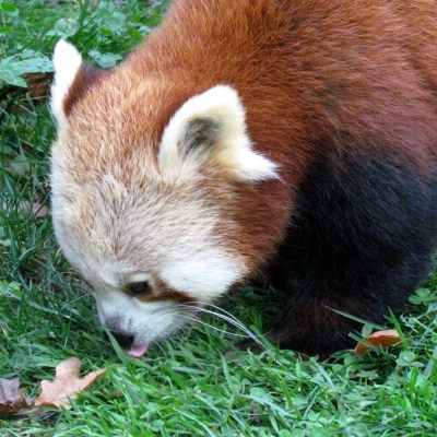 Panda Roux zooparc Trégomeur octobre 2010_1