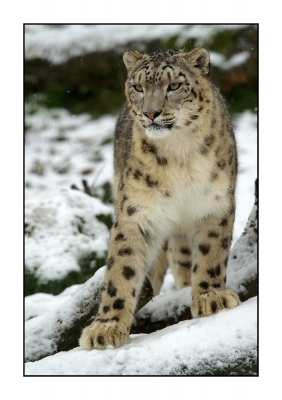 Animaux - Portrait - Panthère des neiges