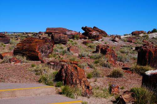 Petrified  Forest_1