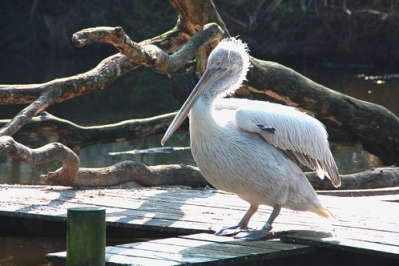 zoo de tregomeur pelican_1