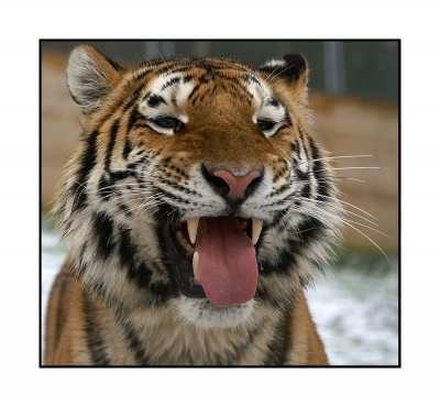Animaux - Portrait - Tigre